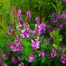 Image result for Indigofera