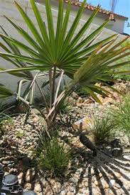 Image result for Hydrostachys bismarckii