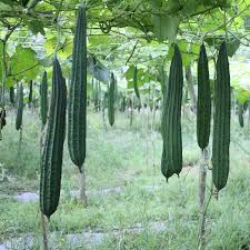 Image result for Luffa