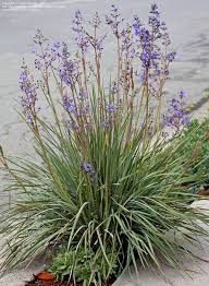 Image result for Aristea abyssinica
