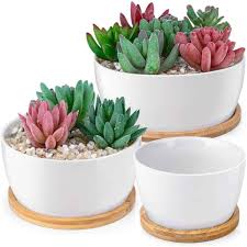 How often to water a desert cactus. How Often To Water Succulents The 3 Things That Affect Your Watering Schedule Succulent Alley