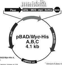 The gene of interest is placed into the pbad vector downstream of the arabad promoter, which drives expression of the gene of interest in response. Pbad Myc His A Ecoliwiki
