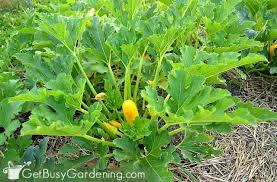 Deer will eat bananas, but it's better to give them seeds, nuts, and other foods that they naturally eat. 85 Deer Resistant Plants For Your Garden Get Busy Gardening