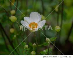 Image result for Ranunculaceae