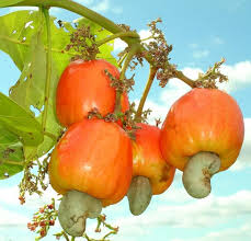 Image result for tropical fruits from guyana