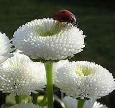 Fotografia in bianco e nero. Pin Auf Buongiorno K