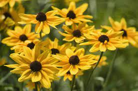 Cultivating your own plants, whether to eat them or simply admire their beauty, is good for your overall well being. 10 Best Sun Loving Flowers Growing In Michigan