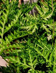 Image result for Pteris linearis