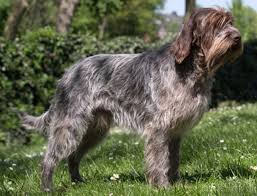 Image result for griffon korthalsův