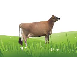 Check spelling or type a new query. Jersey Rind Kaufen Rinder Export Agroplanet