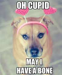 Dog Valentine Memes Funny video with comic dog and cute cat.