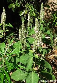 Image result for Justicia striata