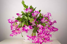 The christmas cactus (botanical name schlumbergera bridgesi, formerly zyyocactus truncatus) is known for its beauty. Why Is My Christmas Cactus Turning Yellow Gardener S Path