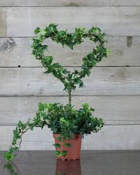5 Fresh English Ivy Heart On Stem Topiary By Tuscanytopiary 25 00 Ivy Plant Indoor Ivy Plants Plants