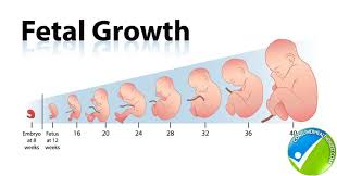 how fetal length and weight can be measured with fetal