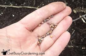 Remove any rocks or debris in cover loosely with soil. Growing Radishes From Seed Everything You Need To Know