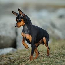 Por eso, muchas personas al no tener un hogar muy grande, escogen a los perros más pequeños. Razas De Perros Que No Crecen Y Siempre Son Pequenos
