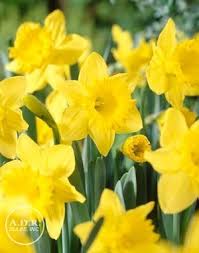 Narcissi Trumpet Dutch Master Narcissy