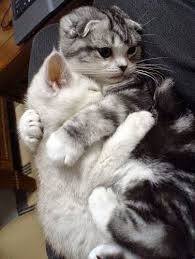  Pin On Cats