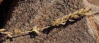 Image result for Tragus koelerioides