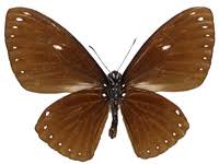 Image result for Alinula paradoxa