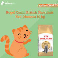 royal canin british shorthair kedi mamasi 10 kg hediyeli en iyi fiyatla evcilbesinleri com dan satin alin ayaginiza gelsin shorthair c kedi cats urunler