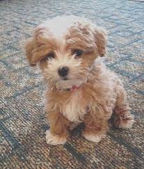 Kelly Pet Stuff For Pet Lovers Maltipoo Dog Cute Dogs Breeds Cute Small Dogs