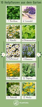 Die 10 Besten Heilpflanzen Aus Dem Eigenen Garten Plantura Heilpflanzen Pflanzen Krauter Anpflanzen