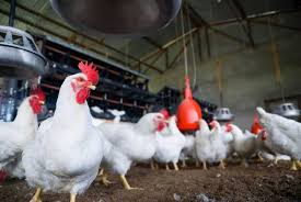From the latest financial highlights, ql poultry farms sdn. My Valley Farms Poultry Plantation Business