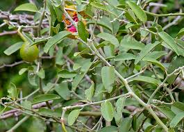 Image result for Capparis viminea
