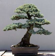 1,160 indoor bonsai tree sale products are offered for sale by suppliers on alibaba.com, of which artificial plant accounts for 34%, bonsai you can also choose from ficus microcarpa, pachira macrocarpa, and sansevieria indoor bonsai tree sale, as well as from plastic, plant fiber, and wood. North American Collection National Bonsai Foundation