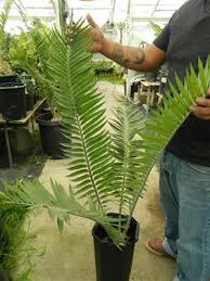 Image result for Encephalartos munchii