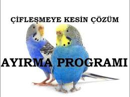 Muhabbet Kuslarinda Ayirma Yontemi Ile Ciftlestirme Youtube