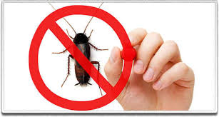Thorough pest exterminator in cincinnati. Pest Management Castle Hill 02 8294 5588 Exterminators Inspections Removal