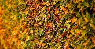 Image result for Živý plot z habru