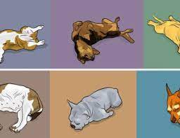 Here Are 7 Dog Sleeping Positions And What They Mean