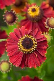 Helenium Bruno Habitat Garden Tree Identification Planting Flowers