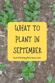 5 Crops You Can Still Plant In September Our Stoney Acres Fall Garden Vegetables Organic Vegetable Garden Growing Vegetables