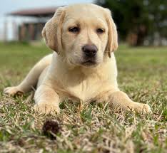 Maco Light Labradors