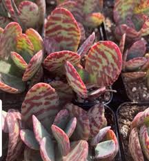 Image result for Kalanchoe humilis