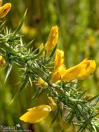 Image result for Ulex minor