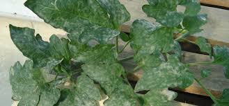 Maybe you would like to learn more about one of these? Tomato Powdery Mildew Guide