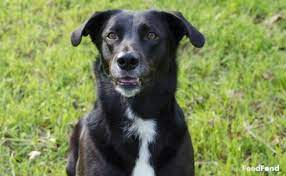 Border Collie Lab Mix Dog Breed Guide For 2020 Border Collie Lab Mix Lab Mix Puppies Dog Breeds