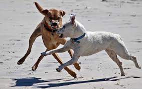If you find one puncture mark, always check for more, keeping in mind the size of the attacker. What To Do If Your Dog Gets Attacked On A Walk Pethelpful