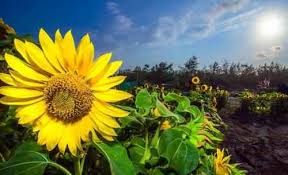 Matahari atau surya adalah bintang di pusat tata surya. Liburan Keluarga Di Taman Bunga Matahari Jetis Purworejo