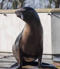 Sealion Doing A Few Tricks For Fish At The Welsh Mountain Zoo North Wales My Photos Tourist Attraction My Pictures