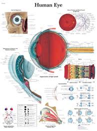 Human Eye Anatomical Chart