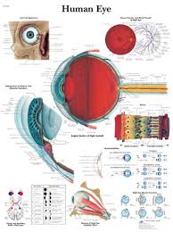 human eye anatomical chart