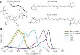 Structures Of Representative Accessory Light Harvesting Pigments In Photosynthetic Cells A B Carotene An Accessory Light Harvesting Pigment In Leaves B P