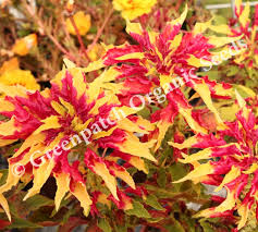 Image result for Amaranthus tricolor